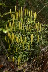 Lycopodium deuterodensum. Aerial stem with single, sessile, erect strobili terminating branches. Immature strobili are yellow with appressed sporophylls.
 Image: L.R. Perrie © Leon Perrie CC BY-NC 4.0